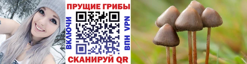 Псилоцибиновые грибы прущие грибы  Губкинский 